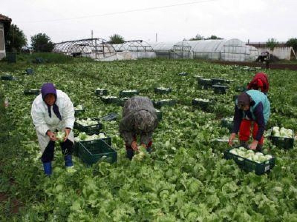 CEC Bank a lansat microcreditele pentru agricultura