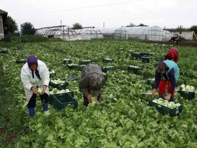CEC Bank a lansat microcreditele pentru agricultura