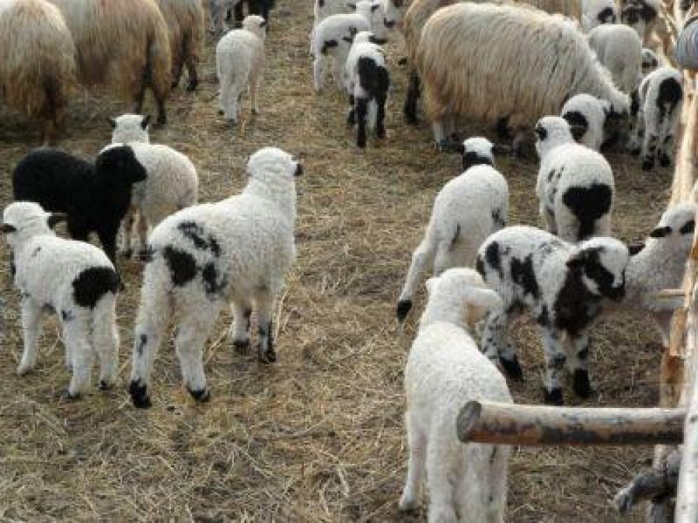 Crescatorii de ovine vor sacrifica aproximativ 2,5 milioane de miei pentru Paste