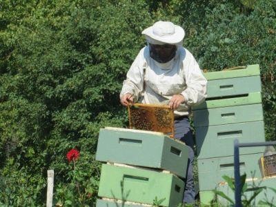 Curs de apicultura ecologica pentru crescatorii de albine