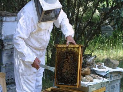 Apicultorii sunt optimisti in privinta productiei de miere din acest an