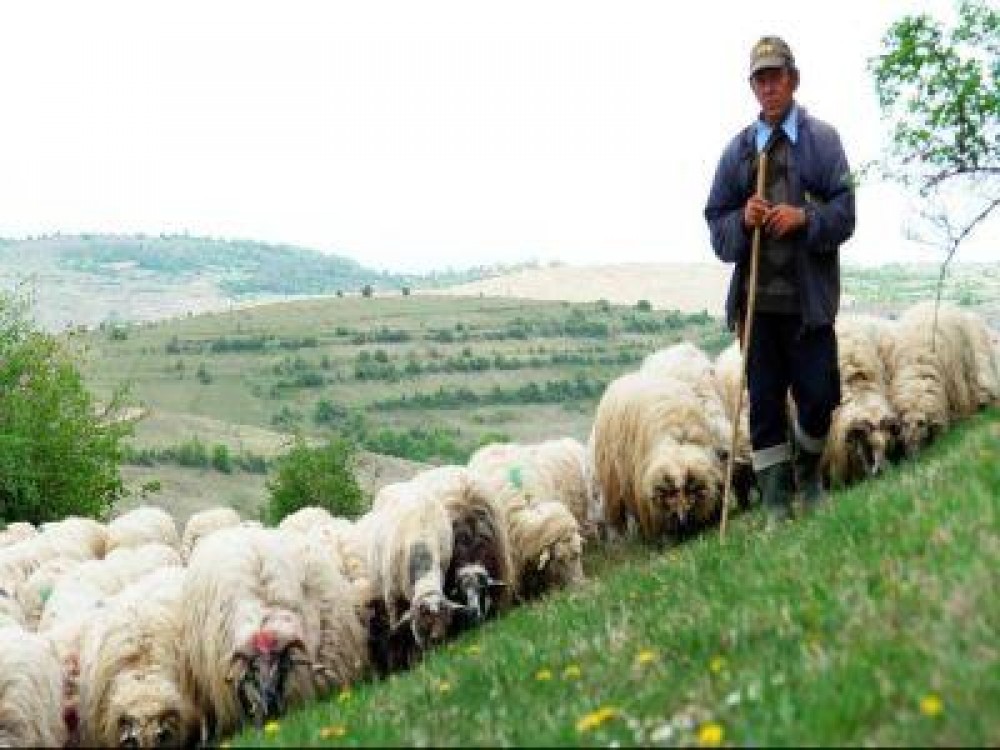 Inca o saptamana pentru depunerea cererilor in vederea ajutorului de minimis pentru comercializarea lanii