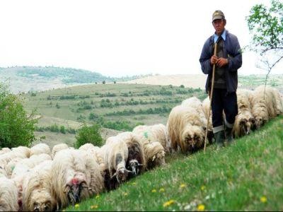 Inca o saptamana pentru depunerea cererilor in vederea ajutorului de minimis pentru comercializarea lanii