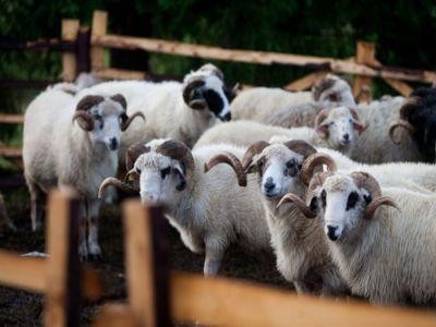 Noi ajutoare de minimis pentru crescatorii de ovine si caprine