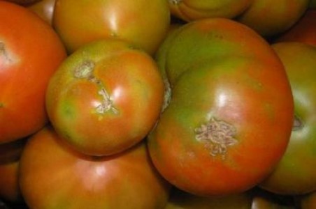 Tuta absoluta, molia miniera a frunzelor care afecteaza tomatele, depistata in Moldova