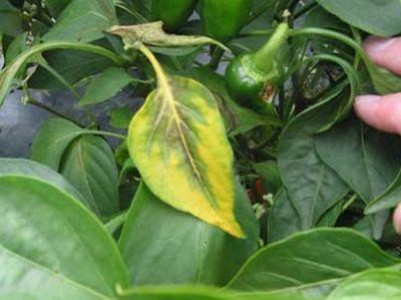 Viroze ale ardeiului care se manifesta la inceputul lunii iulie, cum le recunosti?