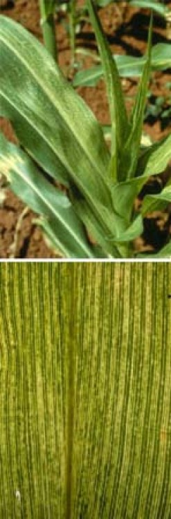 Bolile porumbului: MOZAICUL PORUMBULUI (Sorghum red stripe virus)