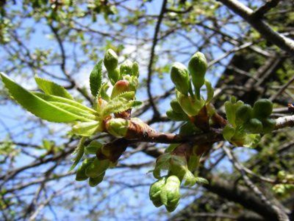 Buletin agrometeorologic pentru perioada 3-7 aprilie