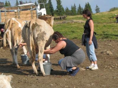 ANSVSA: 63 de amenzi aplicate producatorilor de lapte