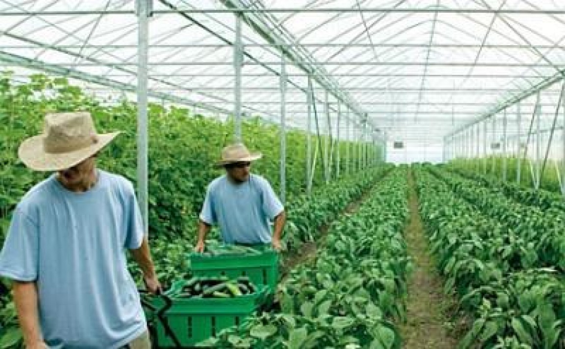 Timisoara: Munca in agricultura in Danemarca si Portugalia