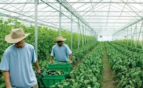 Timisoara: Munca in agricultura in Danemarca si Portugalia
