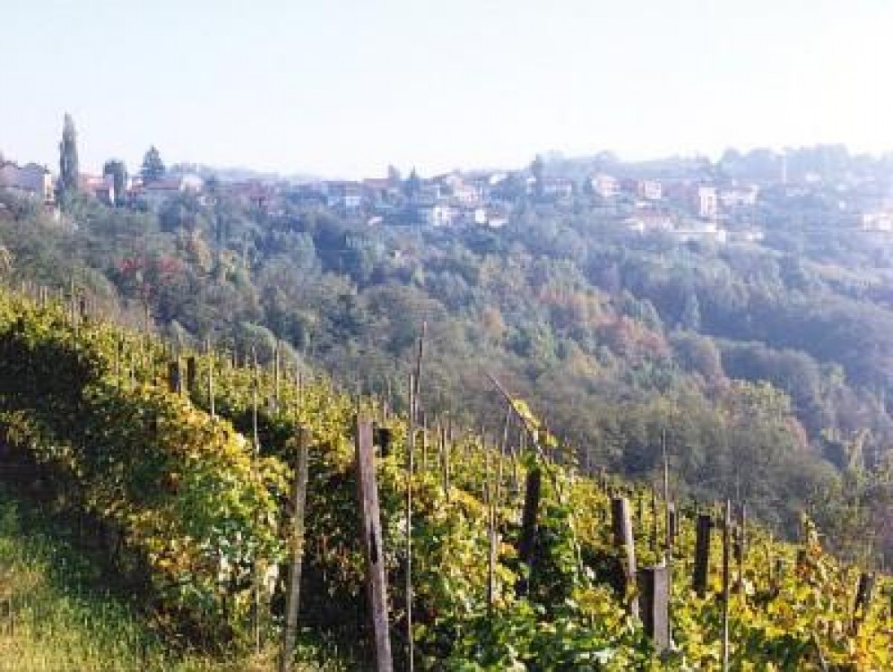 Romanii si macedonenii, lucratori pe viile italienilor