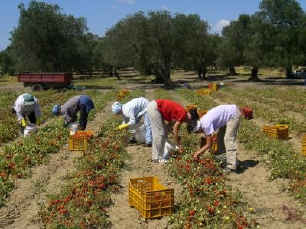 Munca la negru in agricultura este un fenomen scapat de sub control