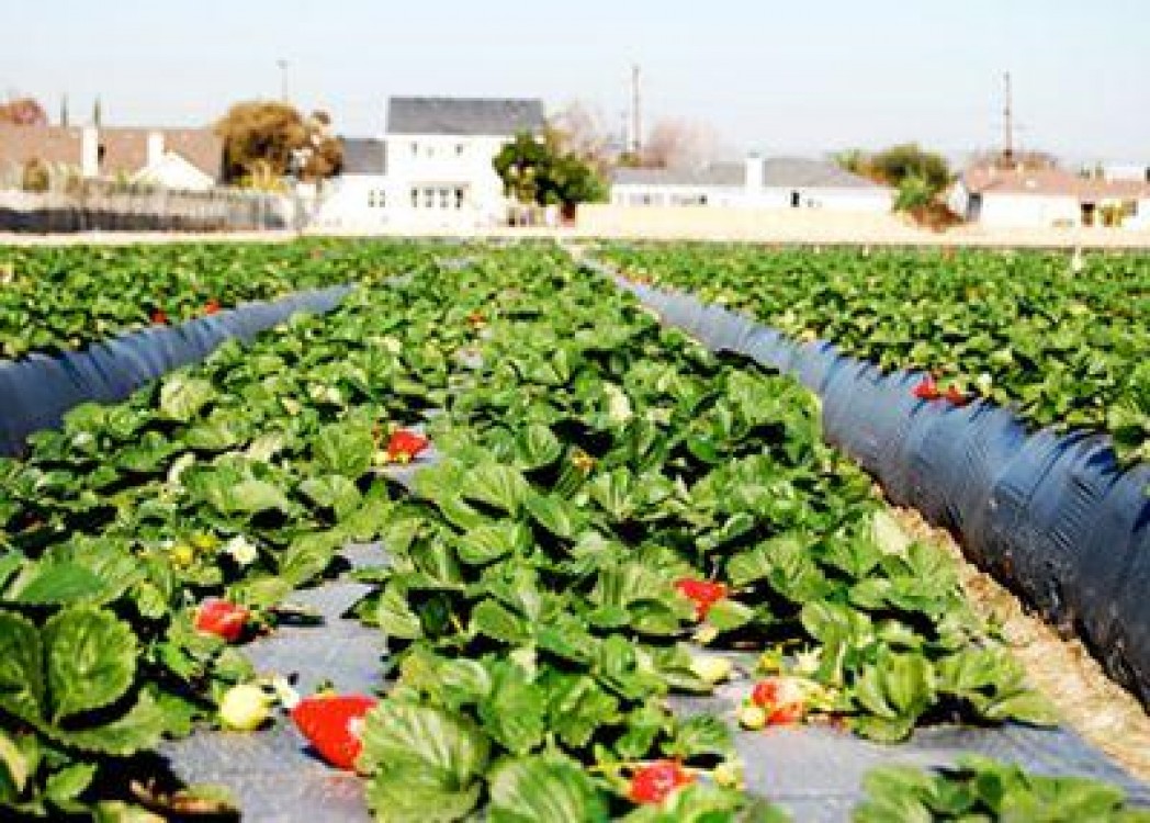 Locuri de munca in Spania in agricultura, incepand din 2014