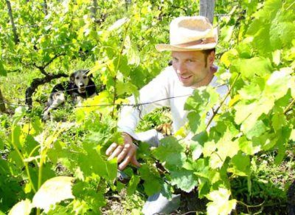 Locuri de munca in Germania, in viticultura