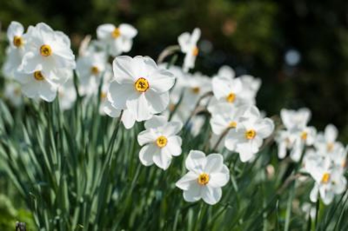Narcisele au disparut din Rezervatia Gurghiu