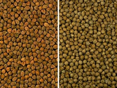 Nautul, un ingredient specific Orientului