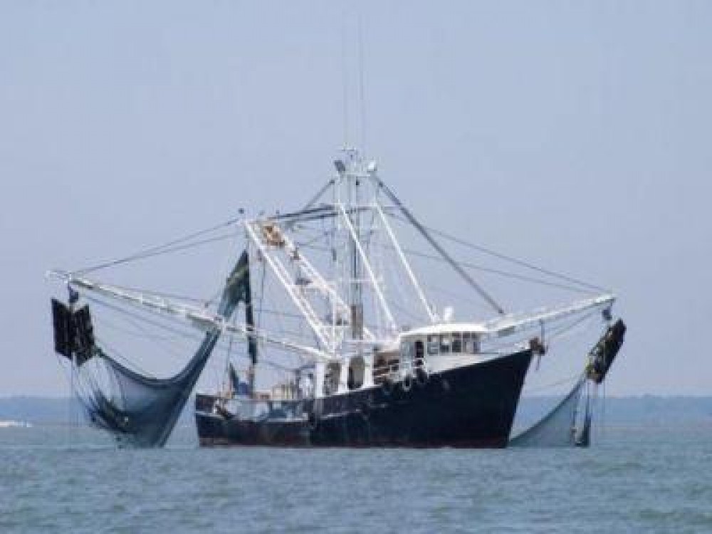 Problema ingrijoratoare a stocurilor de peste din Marea Neagra, dezbatuta la Bucuresti de experti din tarile riverane