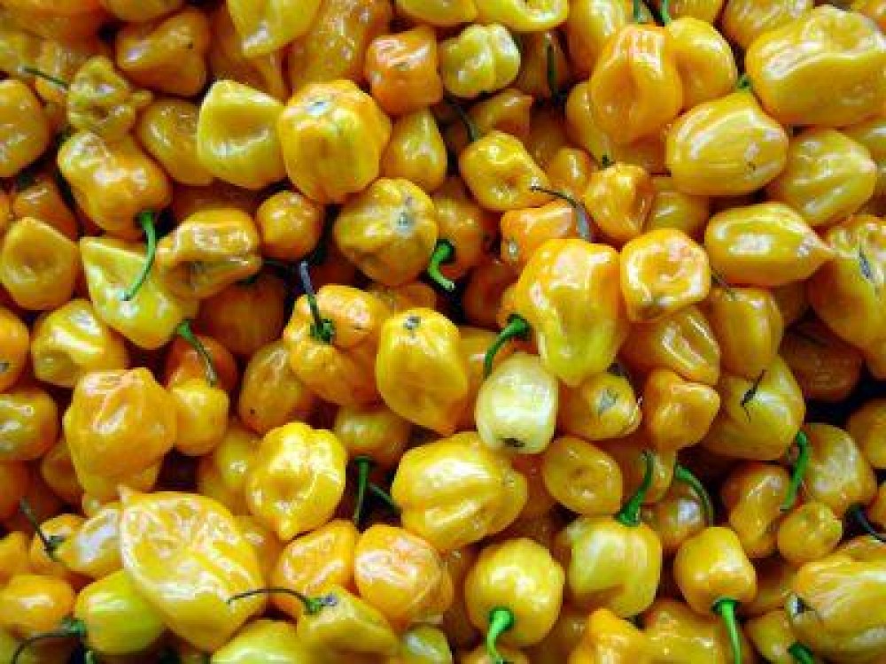 Masuri de prevenire si combatere pentru nematodul galicol