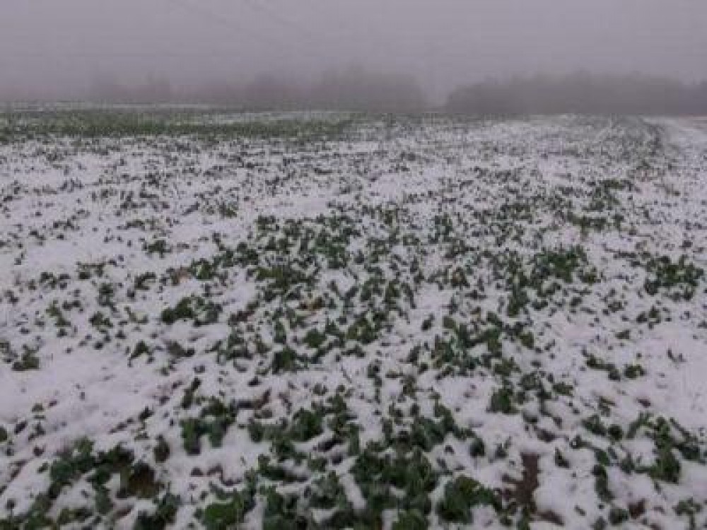 Buletin agrometeorologic pentru perioada 21-25 ianuarie