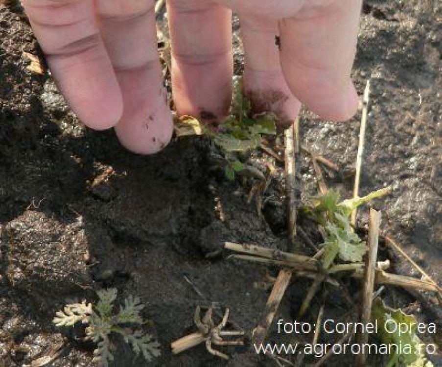 Cum stabilim normele de udare, in cultura mare si legumicultura