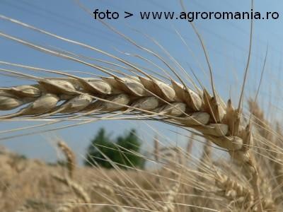 O tendinta timida de comasare a terenurilor agricole s-a manifestat in ultimii zece ani