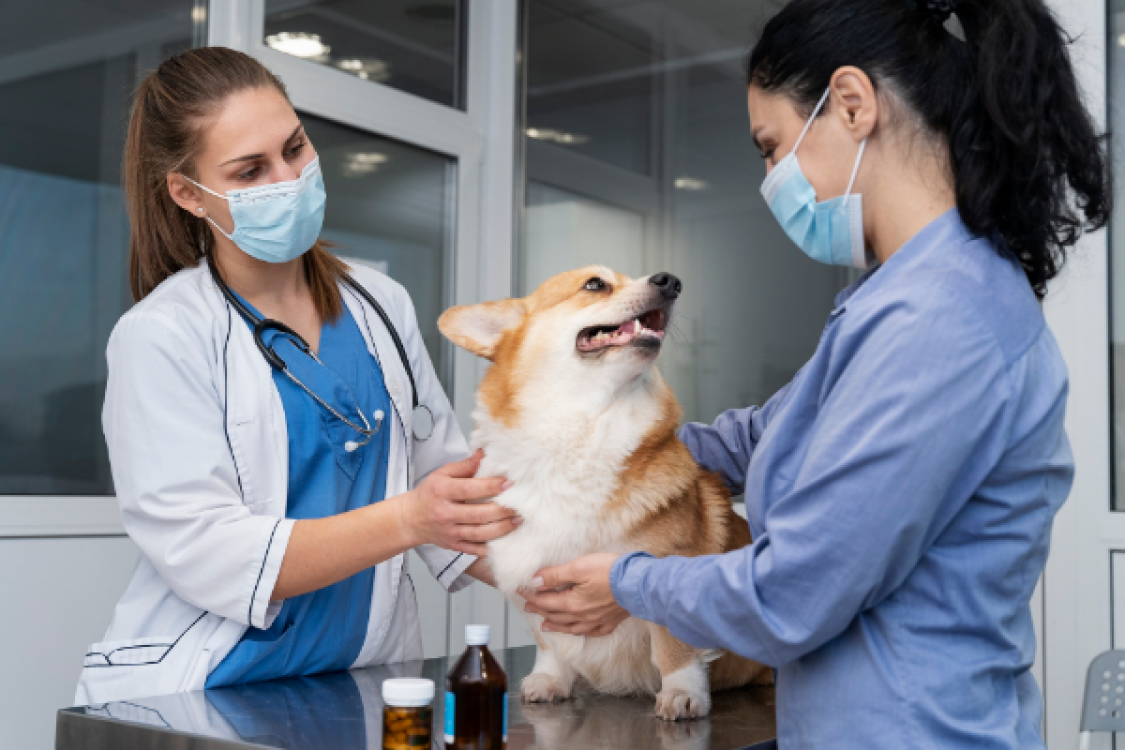 O noua lege in Parlament: Asistentii si tehnicienii veterinari au interzis sa efectueze consultatii