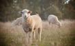 MADR: Romania NU va opri exportul de ovine