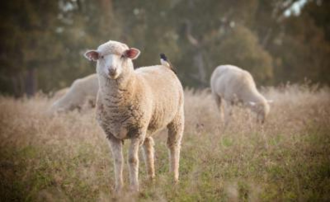 O noua rasa de ovine pentru carne, creata de cercetatorii romani