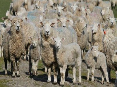 APIA a dat drumul platii ajutoarelor de stat pentru ameliorarea raselor