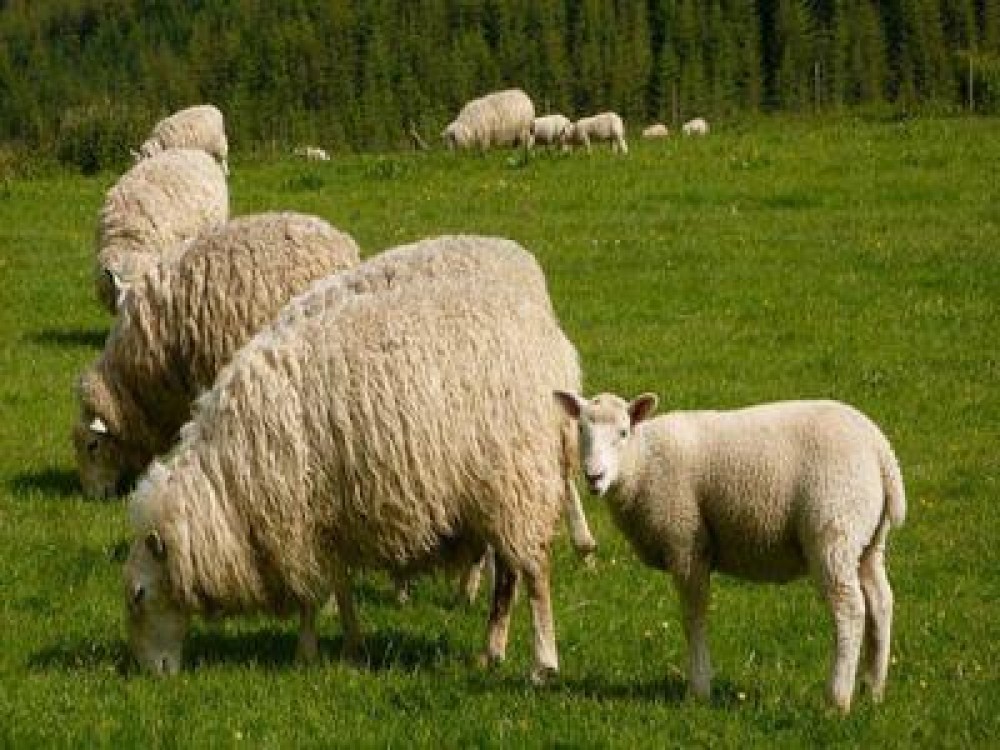 O noua transa de plati de ajutoare de stat pentru ameliorarea raselor de animale