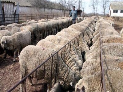 Ce nereguli au descoperit inspectorii ANSVSA in fermele zotehnice din esantionul de control