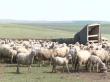 Romania, printre tarile UE cu cele mai mari efective de ovine
