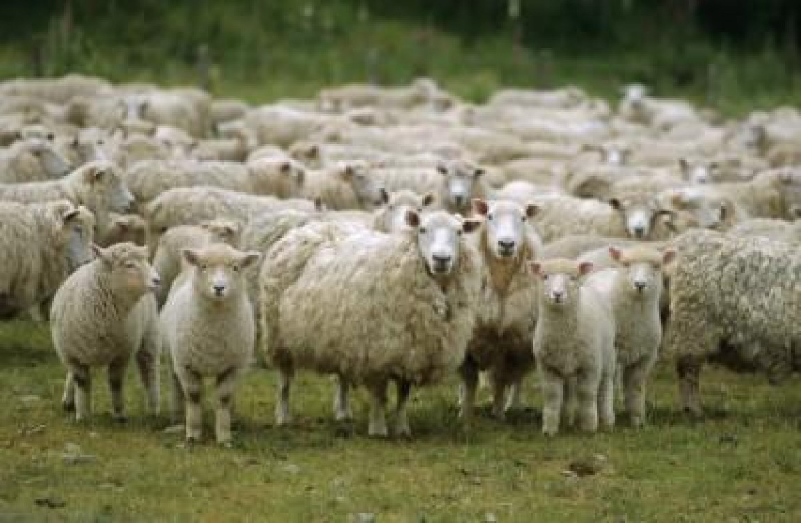 Au crescut exporturile de animale vii in primele patru luni ale anului