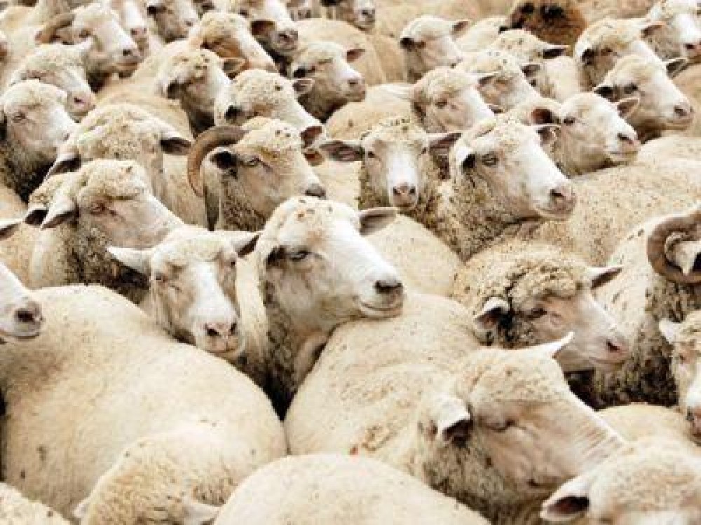 Importurile de carne de oaie au depasit anul trecut 3,5 milioane de euro