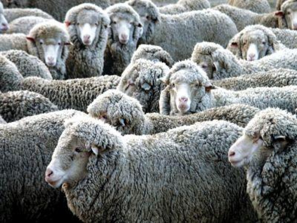 MADR: 32.000 de fermieri au depus cereri pentru subventia pentru lana. Care sunt pasii de urmat in continuare?