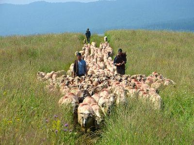 De luni, pasunatul animalelor pe terenurile agricole este interzis