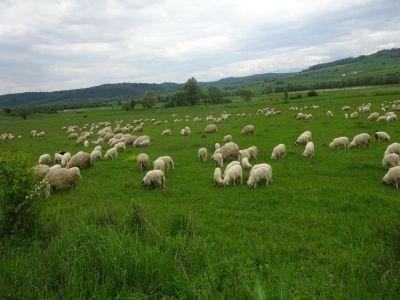 Termen limita pentru obtinerea celei mai mari subventii la ovine