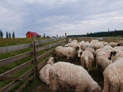 Exercitiu national de simulare a pestei rumegatoarelor mici