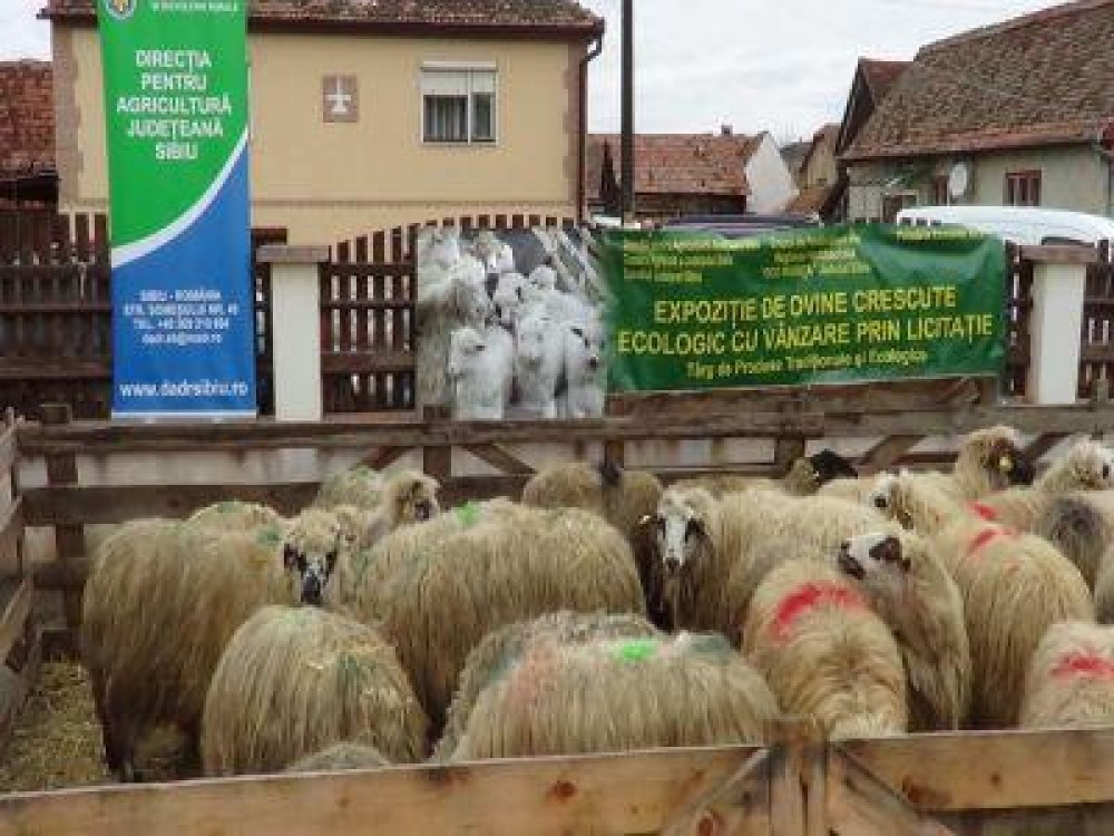 Dovada de solidaritate cu fermierul sibian care si-a pierdut toate oile intr-un incendiu