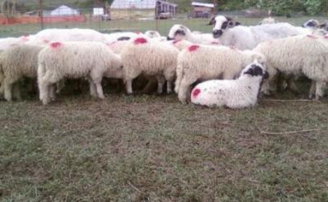 Valeriu Tabara, prezent la OVINEXPO, expozitia de oi cu vanzare din Marginimea Sibiului