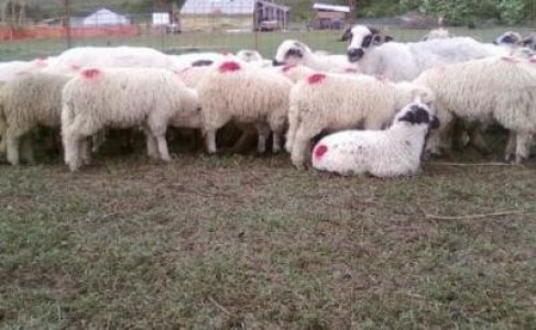 Valeriu Tabara, prezent la OVINEXPO, expozitia de oi cu vanzare din Marginimea Sibiului