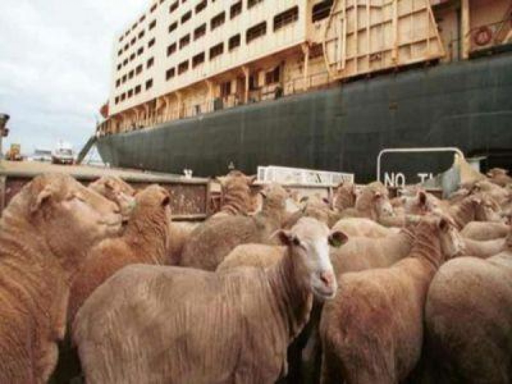 Mai multe companii arabe, interesate sa importe animale vii din Romania