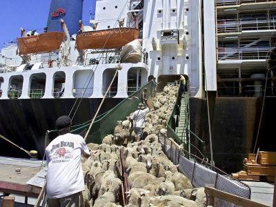 Exportul de ovine vii in tarile arabe a devenit vital pentru crescatorii romani