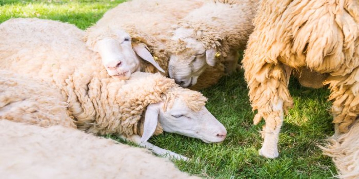 Au venit zapezile si frigul. Ce trebuie sa faca fermierii pentru a-si proteja animalele