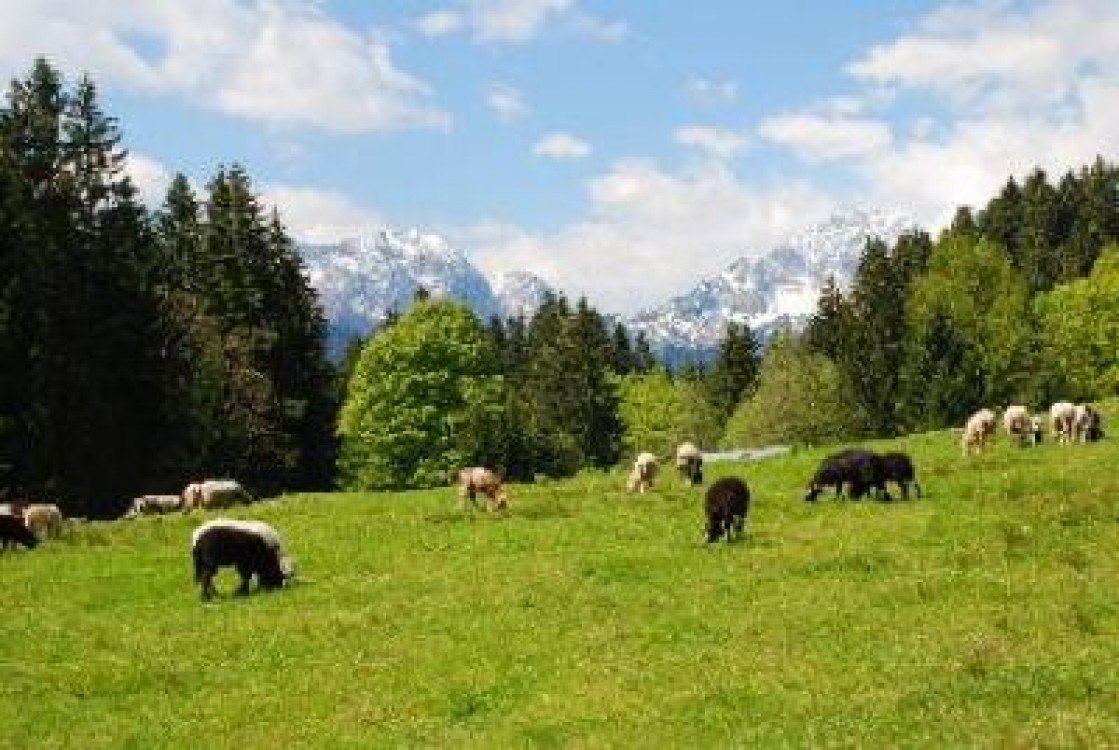Impozitele pentru sectorul vegetal si animal vor fi modificate