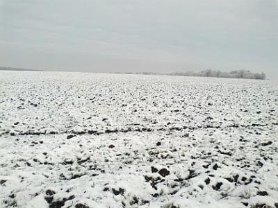 Situatia culturilor de camp la 5 ianuarie 2012. La ce pericole ne putem astepta in perioada imediat urmatoare