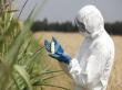 Culturile modificate genetic nu vor fi interzise in Romania