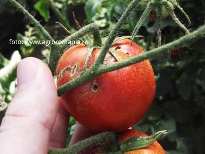 Vierme tomate, Cum recunosti si cum scapi de omida fructelor de tomate in solar