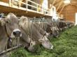 Organizatia Mondiala a Sanatatii recomanda stoparea utilizarii antibioticelor la animalele sanatoase